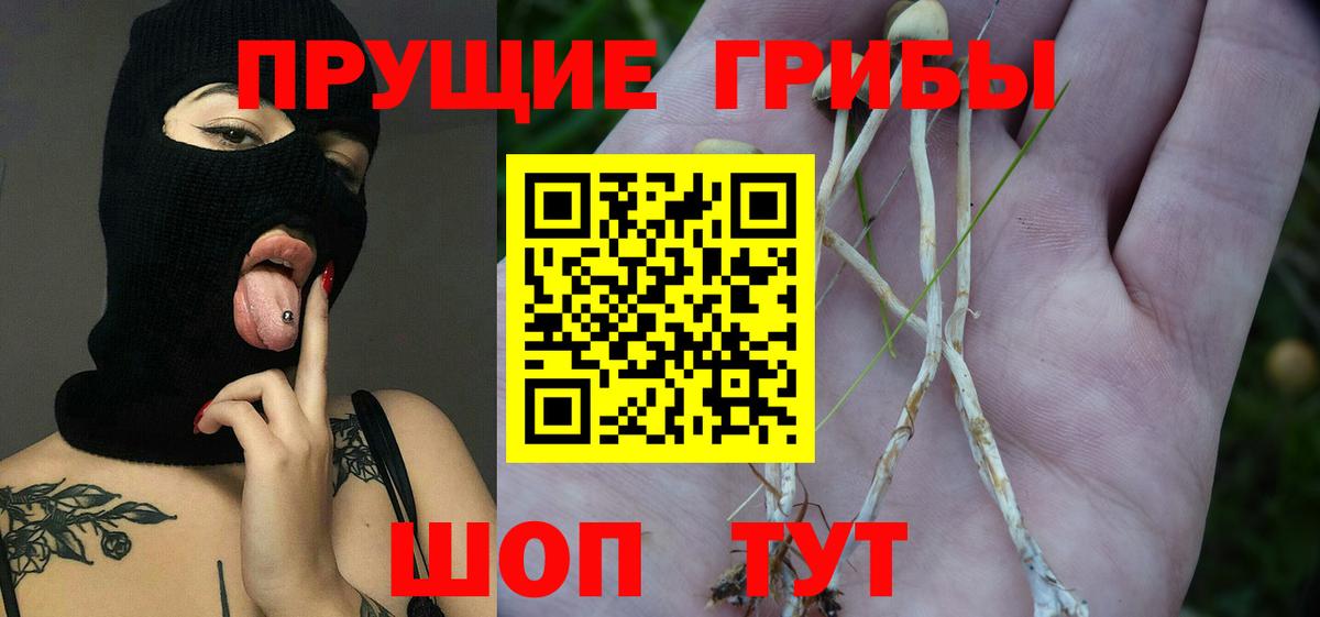 Галлюциногенные грибы Cubensis Урай